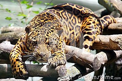 Wild animal. Feline. Leopard Stock Photo