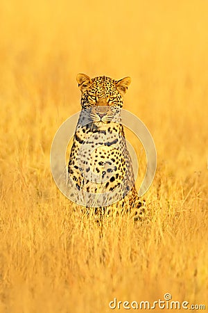 Leopard, Panthera pardus shortidgei, hidden portrait in the nice yellow grass. Big wild cat in the nature habitat: Sunny day in th Stock Photo