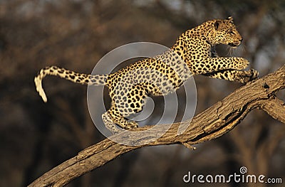 Leopard (Panthera Pardus) standing on branch Stock Photo