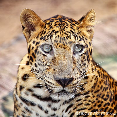 Leopard portrait Stock Photo