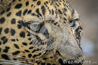 Leopard portrait - very close up Stock Photo