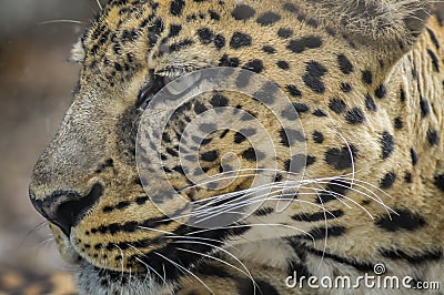 Leopard portrait - very close up Stock Photo