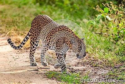 Leopard with prey is on the road. Very rare shot. Stock Photo