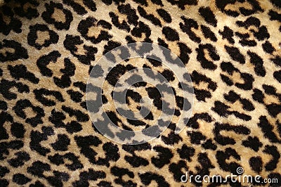 Leopard print Stock Photo