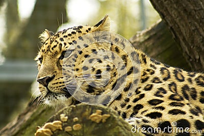 Leopard resting Stock Photo