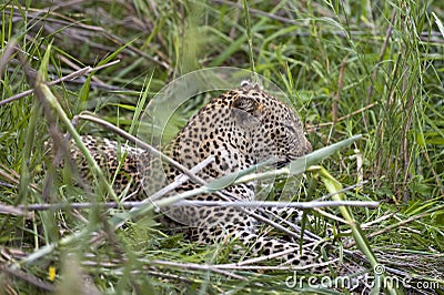 Leopard resting Stock Photo