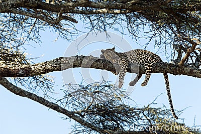 Leopard resting on a branch, Serengeti Stock Photo
