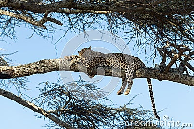 Leopard resting on a branch, Serengeti Stock Photo