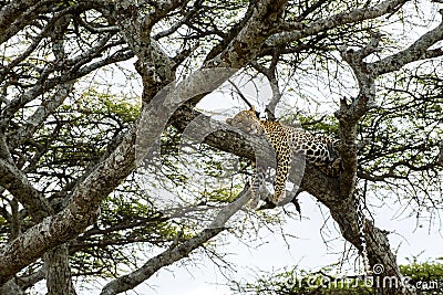 Leopard resting on a branch, Serengeti Stock Photo