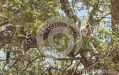 Leopard resting Stock Photo