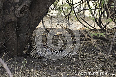 Leopard resting after a kill and good meal Stock Photo