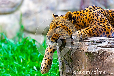 Leopard resting on a rock Stock Photo
