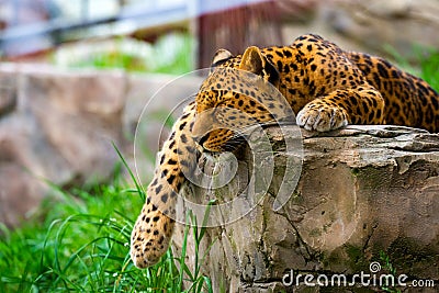 Leopard resting on a rock Stock Photo