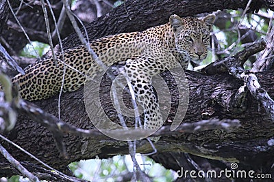 Leopard resting in a tree Stock Photo