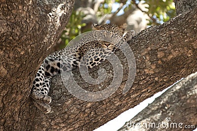 Leopard resting in tree, Serengeti, Tanzania Stock Photo