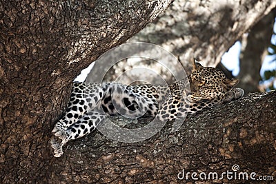 Leopard resting in tree, Serengeti, Tanzania Stock Photo