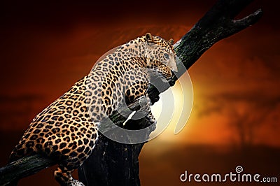 Leopard on savanna landscape background and Mount Kilimanjaro at sunset Stock Photo