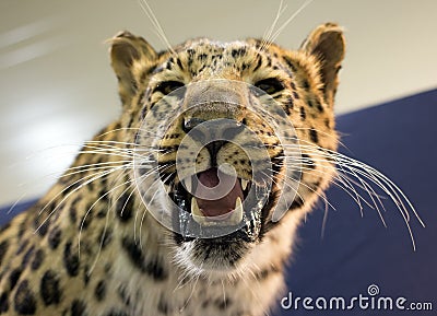 Leopard Stock Photo