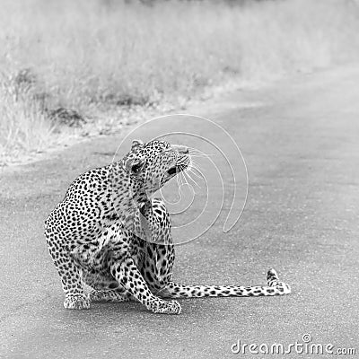 Leopard in Kruger National park, South Africa Stock Photo