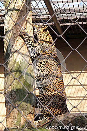 Leopard scratching the tree Stock Photo