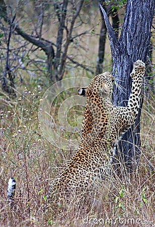 Leopard scratching tree stump Stock Photo