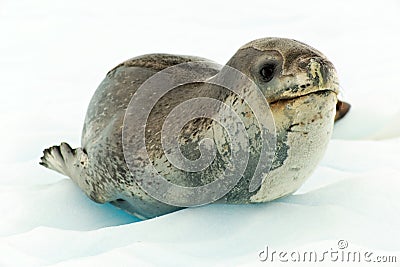 Leopard seal in Antartcia Stock Photo