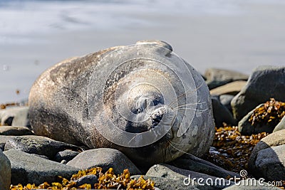 Weddel seal on beach in Antarctica Stock Photo