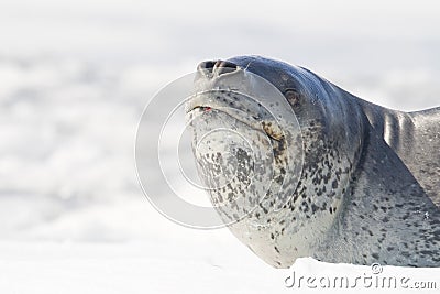 Leopard Seal on icerberg, Antarctica Stock Photo