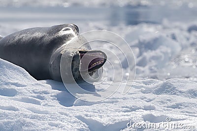 Leopard Seal with open mouth, Antarctica Stock Photo