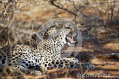 Leopard Showing Teeth Stock Photo