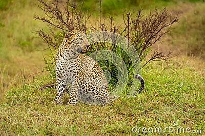 Leopard sits on grassy bank looking right Stock Photo