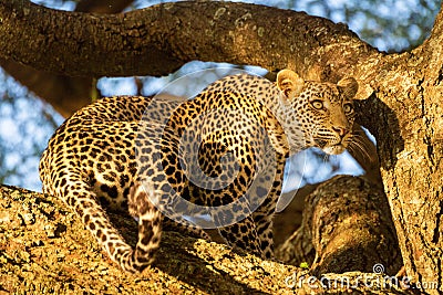 Leopard sits on tree branch in sun Stock Photo