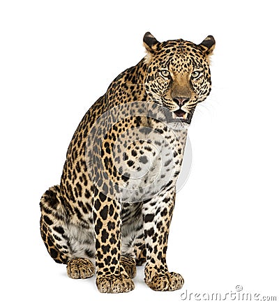 Leopard sitting, roaring, Panthera pardus Stock Photo