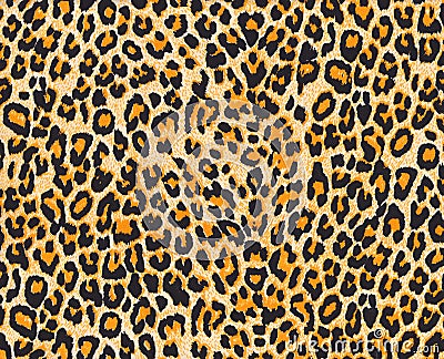 Leopard skin Stock Photo