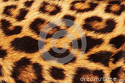 Leopard Skin Spots. Stock Photo