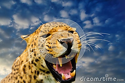 leopard on the sky background Stock Photo