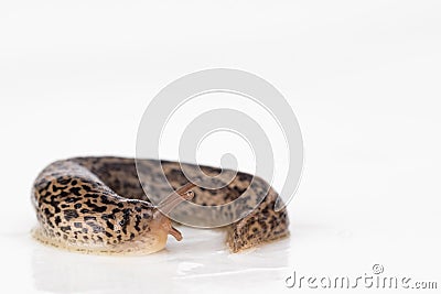 Leopard slug with keel Stock Photo