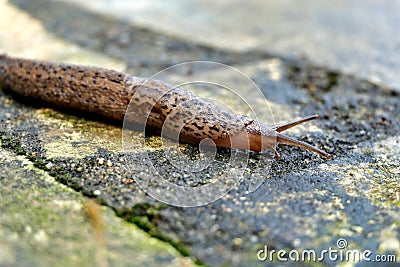 Leopard Slug Stock Photo