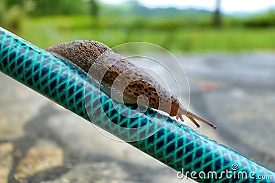 Leopard Slug Stock Photo