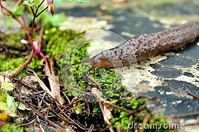 Leopard Slug Stock Photo