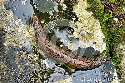 Leopard Slug Stock Photo