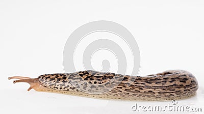 Leopard slug stretched showing foot Stock Photo