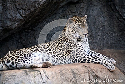 Leopard (South Africa) Stock Photo