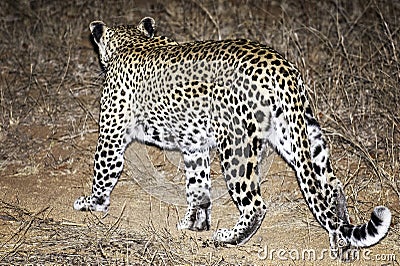 Leopard, South Africa, walking through long grass Stock Photo