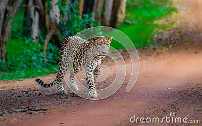 Leopard in Sri Lanka Stock Photo