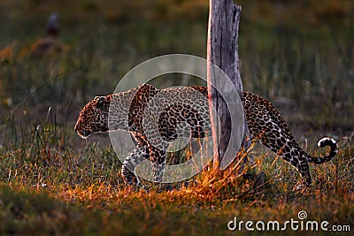 Leopard sunset, walk. Leopard, Panthera pardus shortidgei, nature habitat, big wild cat in the nature habitat, sunny day on the Stock Photo