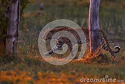 Leopard sunset, walk. Leopard, Panthera pardus shortidgei, nature habitat, big wild cat in the nature habitat, sunny day on the Stock Photo