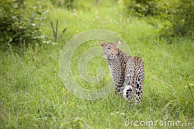 Leopard in tall grass Stock Photo