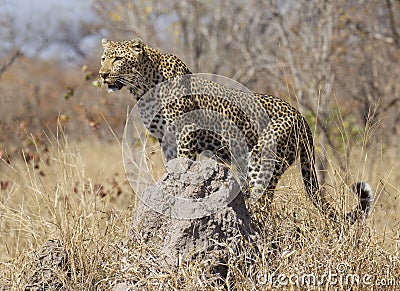 Leopard on termite mound, South Africa Stock Photo
