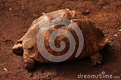 A leopard tortoise with a damaged shell in the Giraffe Center in Nairobi, Kenya Stock Photo